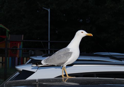The Importance Of Service Warranties On Auto Repair Services