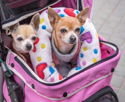 Here are Excellent Options from Disney Guide on Ways to Make your Honeymoon Intimate