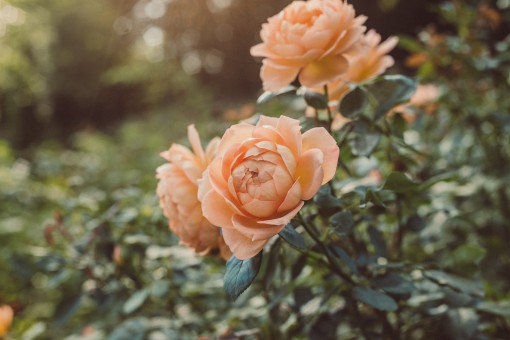 How To Make Someone Fall In Love With You In 3 Simple Stages