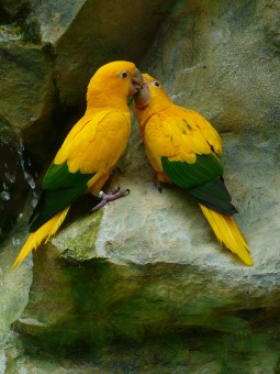 Oasis Punta Cana Exceptional Honeymoon Advice Accommodations Price-offs Gourmet And Landmarks