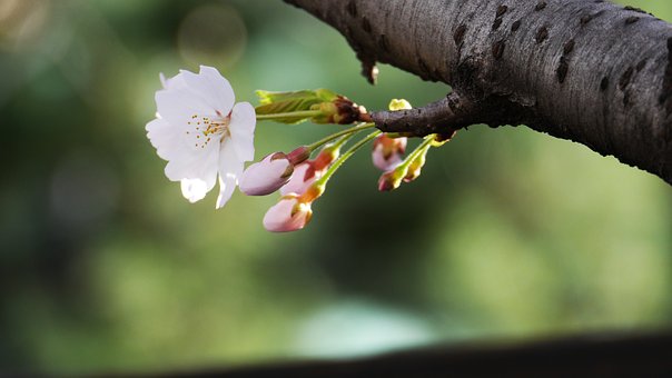 Natural Sperm Enhancement Methods and Supplements